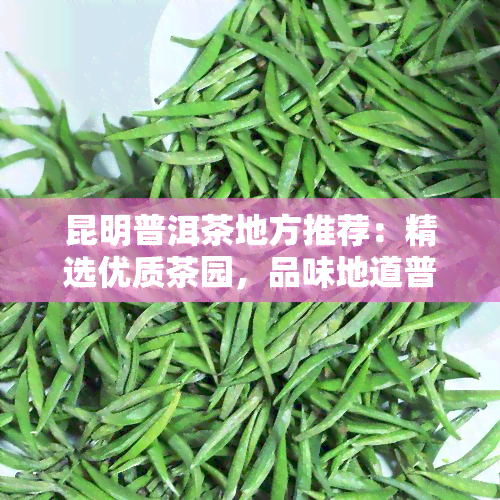 昆明普洱茶地方推荐：精选优质茶园，品味地道普洱