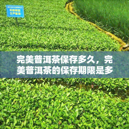 完美普洱茶保存多久，完美普洱茶的保存期限是多久？