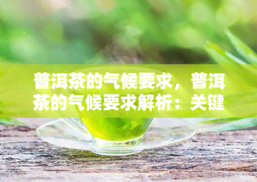 普洱茶的气候要求，普洱茶的气候要求解析：关键因素与适宜生长环境