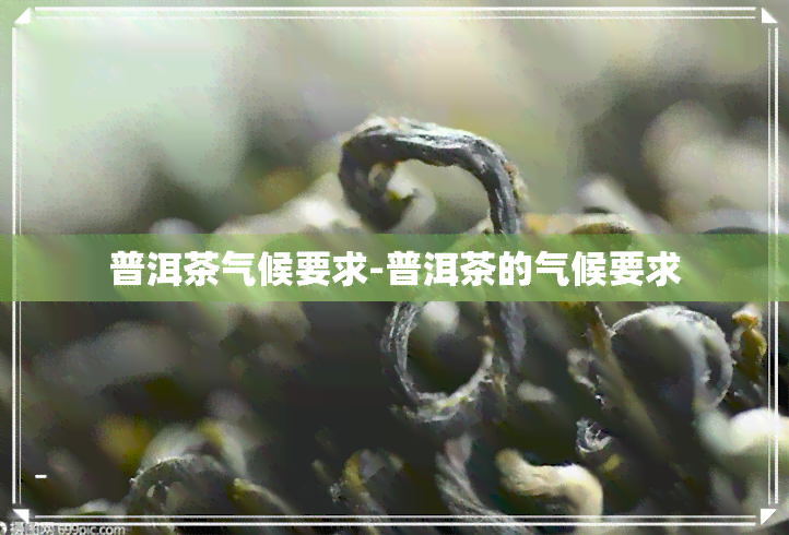 普洱茶气候要求-普洱茶的气候要求