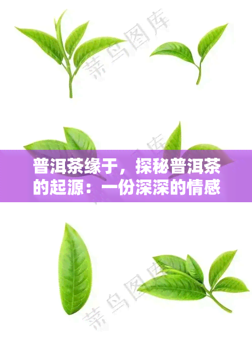 普洱茶缘于，探秘普洱茶的起源：一份深深的情感和历渊源