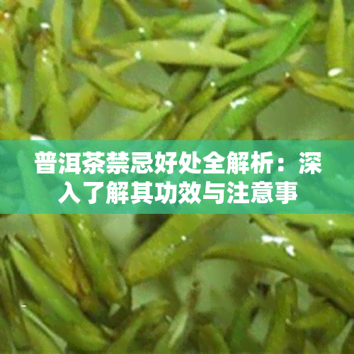 普洱茶禁忌好处全解析：深入了解其功效与注意事