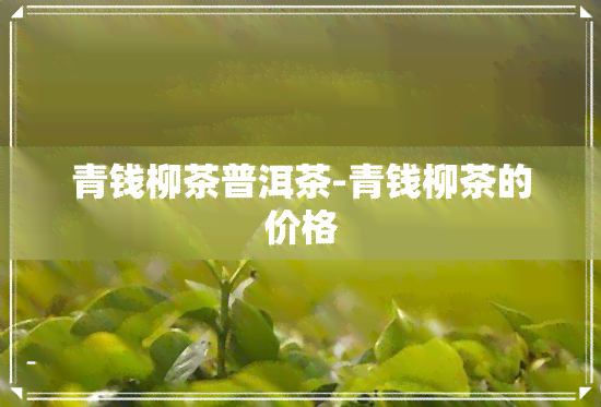 青钱柳茶普洱茶-青钱柳茶的价格