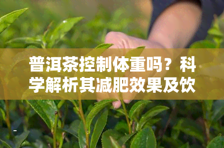 普洱茶控制体重吗？科学解析其减肥效果及饮用方法