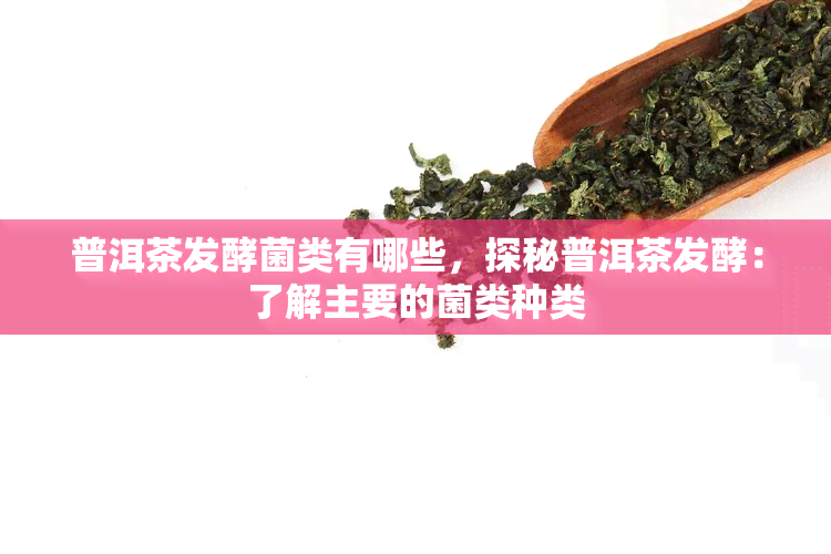 普洱茶发酵菌类有哪些，探秘普洱茶发酵：了解主要的菌类种类