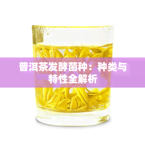 普洱茶发酵菌种：种类与特性全解析