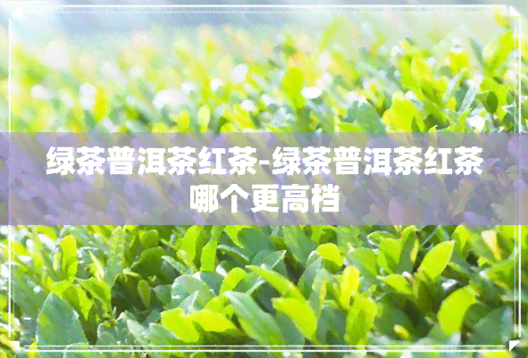 绿茶普洱茶红茶-绿茶普洱茶红茶哪个更高档