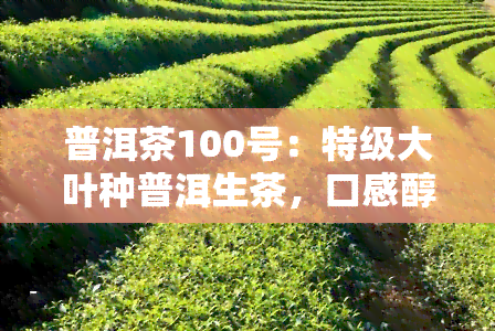 普洱茶100号：特级大叶种普洱生茶，口感醇厚，回持久，是一款不可多得的好茶。