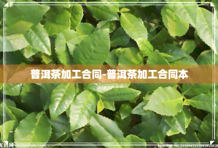 普洱茶加工合同-普洱茶加工合同本