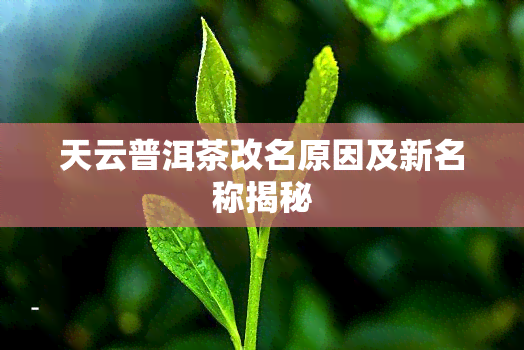 天云普洱茶改名原因及新名称揭秘