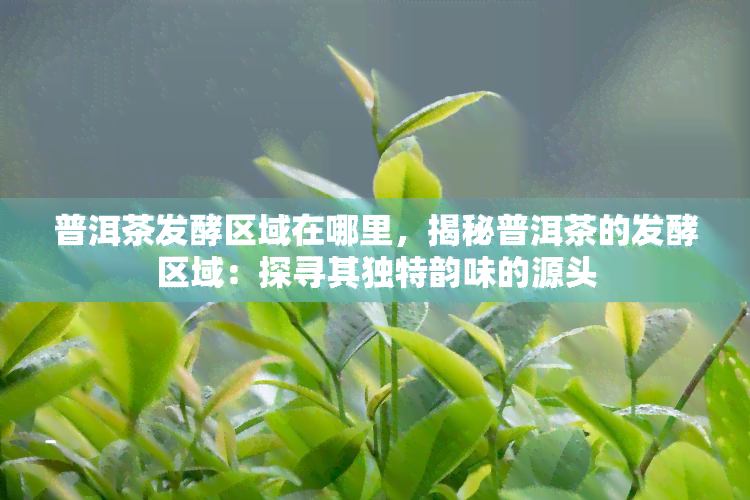 普洱茶发酵区域在哪里，揭秘普洱茶的发酵区域：探寻其独特韵味的源头