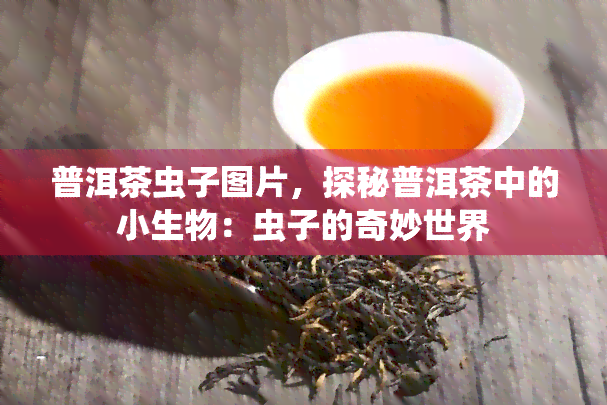 普洱茶虫子图片，探秘普洱茶中的小生物：虫子的奇妙世界