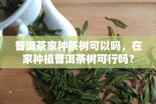 普洱茶家种茶树可以吗，在家种植普洱茶树可行吗？