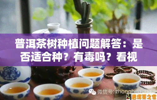 普洱茶树种植问题解答：是否适合种？有吗？看视频了解详情