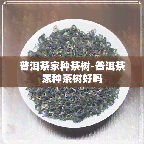 普洱茶家种茶树-普洱茶家种茶树好吗