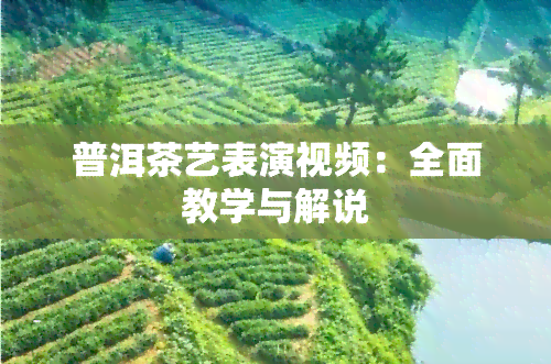 普洱茶艺表演视频：全面教学与解说