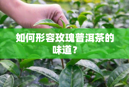 如何形容玫瑰普洱茶的味道？