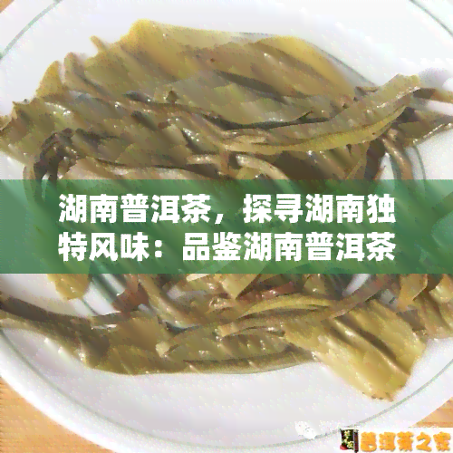 湖南普洱茶，探寻湖南独特风味：品鉴湖南普洱茶的魅力