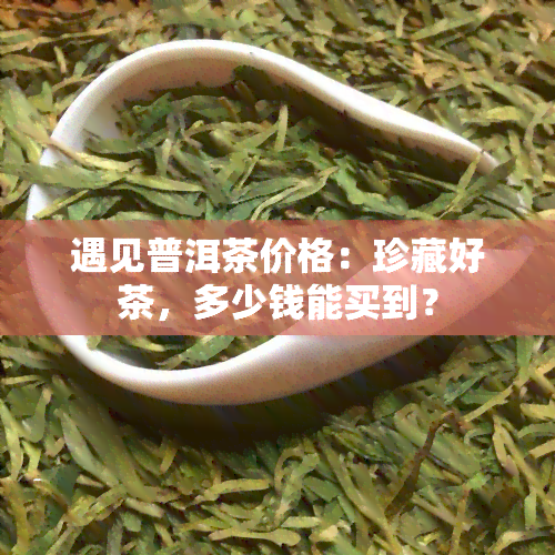 遇见普洱茶价格：珍藏好茶，多少钱能买到？