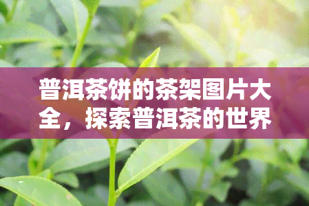 普洱茶饼的茶架图片大全，探索普洱茶的世界：茶饼茶架图片大全