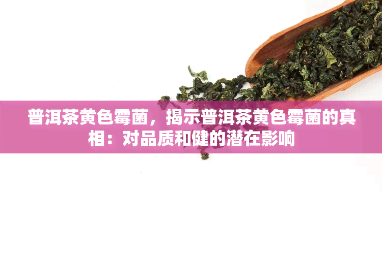 普洱茶黄色霉菌，揭示普洱茶黄色霉菌的真相：对品质和健的潜在影响