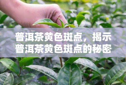 普洱茶黄色斑点，揭示普洱茶黄色斑点的秘密：影响品质的因素与解决方法