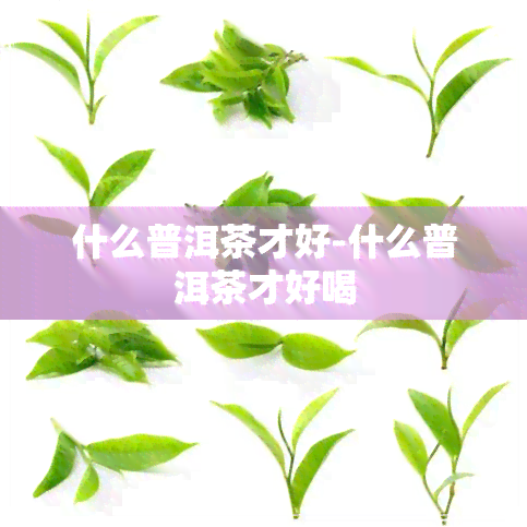 什么普洱茶才好-什么普洱茶才好喝