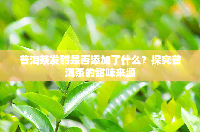 普洱茶发甜是否添加了什么？探究普洱茶的甜味来源