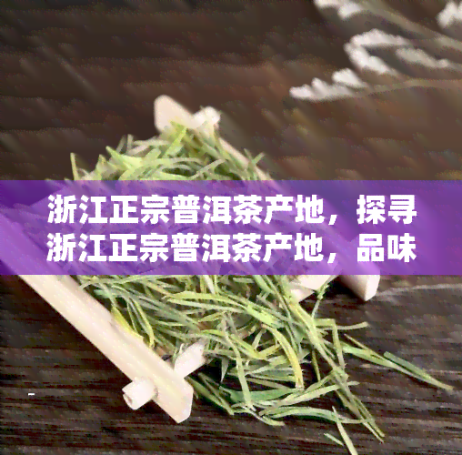 浙江正宗普洱茶产地，探寻浙江正宗普洱茶产地，品味千年茶文化的韵味