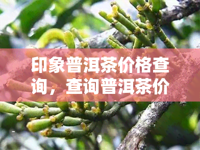 印象普洱茶价格查询，查询普洱茶价格，一站式了解印象系列茶叶的价格信息！