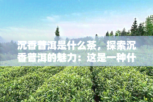 沉香普洱是什么茶，探索沉香普洱的魅力：这是一种什么样的茶？