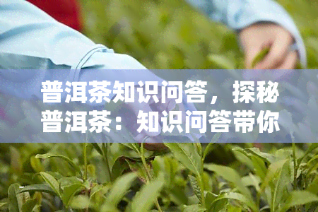 普洱茶知识问答，探秘普洱茶：知识问答带你了解中国古老茶文化