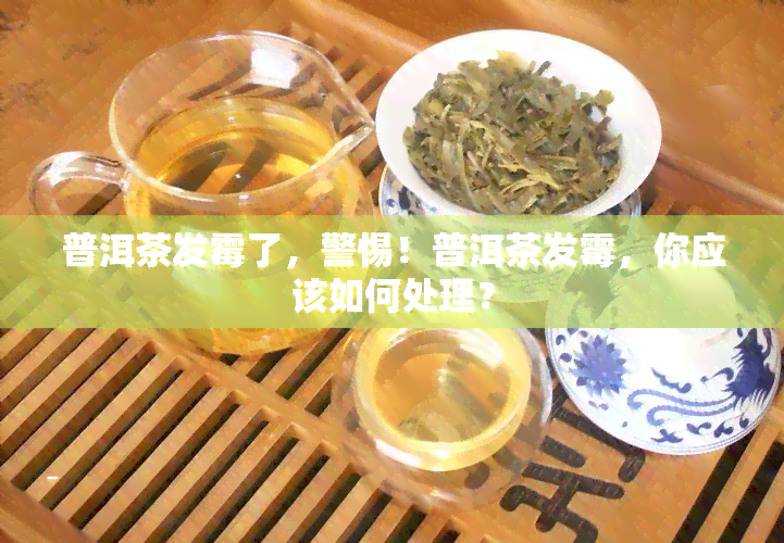 普洱茶发霉了，警惕！普洱茶发霉，你应该如何处理？