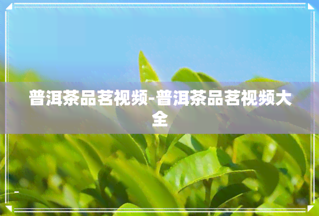 普洱茶品茗视频-普洱茶品茗视频大全