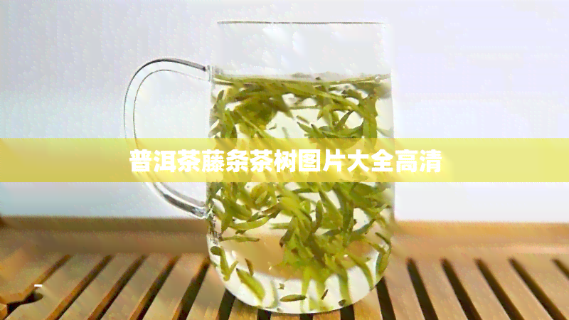 普洱茶藤条茶树图片大全高清