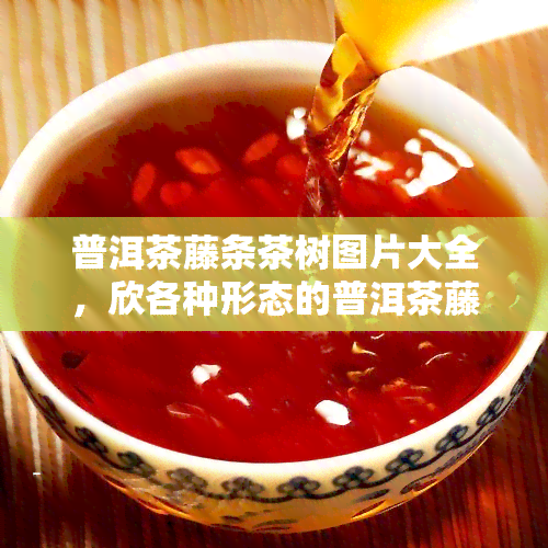 普洱茶藤条茶树图片大全，欣各种形态的普洱茶藤条茶树：图片大全