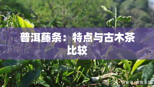 普洱藤条：特点与古木茶比较