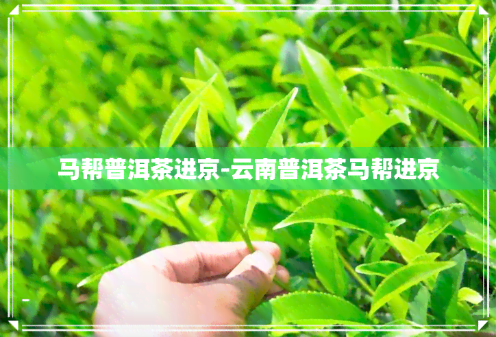 马帮普洱茶进京-云南普洱茶马帮进京