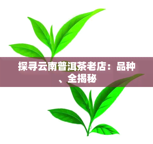 探寻云南普洱茶老店：品种、全揭秘