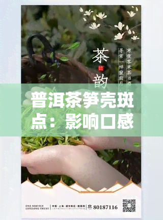 普洱茶笋壳斑点：影响口感还是安全问题？