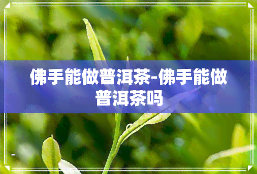 佛手能做普洱茶-佛手能做普洱茶吗