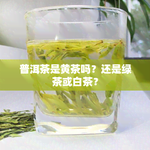 普洱茶是黄茶吗？还是绿茶或白茶？