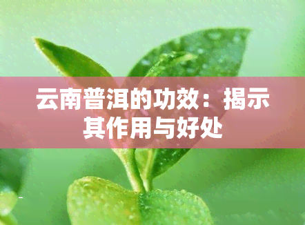 云南普洱的功效：揭示其作用与好处