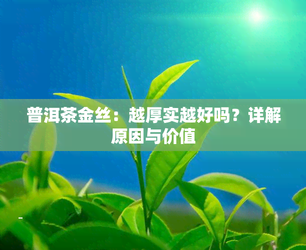 普洱茶金丝：越厚实越好吗？详解原因与价值