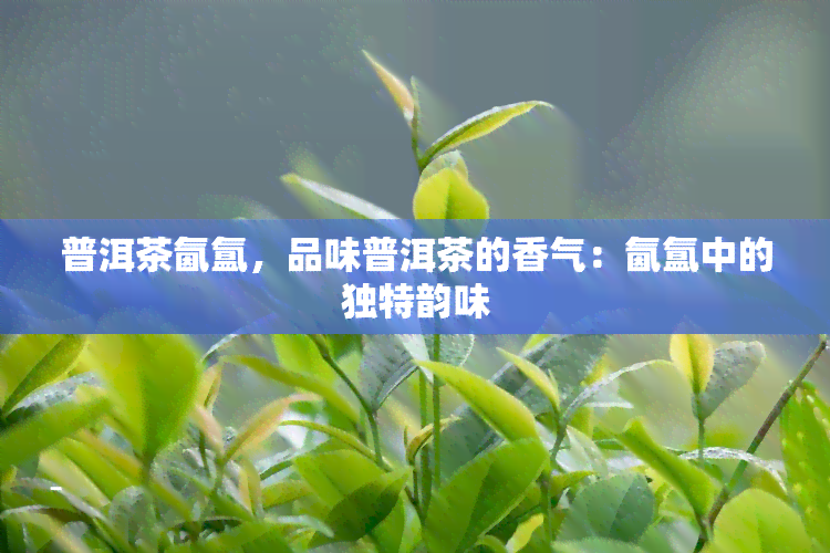 普洱茶氤氲，品味普洱茶的香气：氤氲中的独特韵味