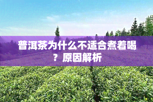 普洱茶为什么不适合煮着喝？原因解析