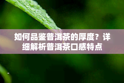 如何品鉴普洱茶的厚度？详细解析普洱茶口感特点