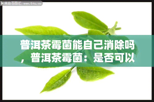 普洱茶霉菌能自己消除吗，普洱茶霉菌：是否可以自我消退？