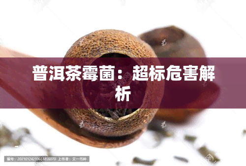 普洱茶霉菌：超标危害解析