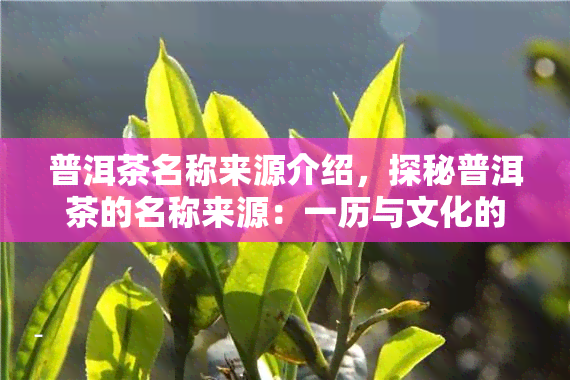 普洱茶名称来源介绍，探秘普洱茶的名称来源：一历与文化的交织